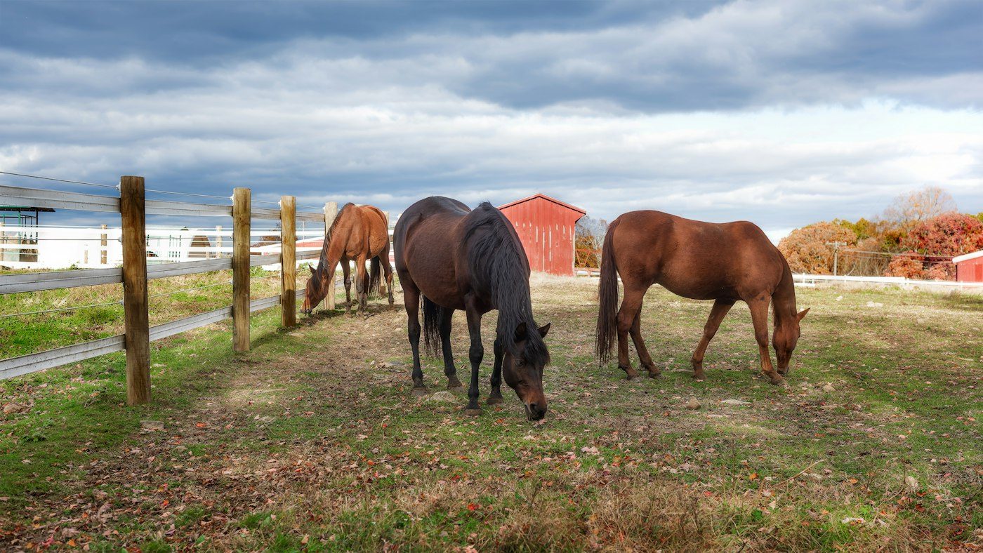 Horses grazing along a wooden fence